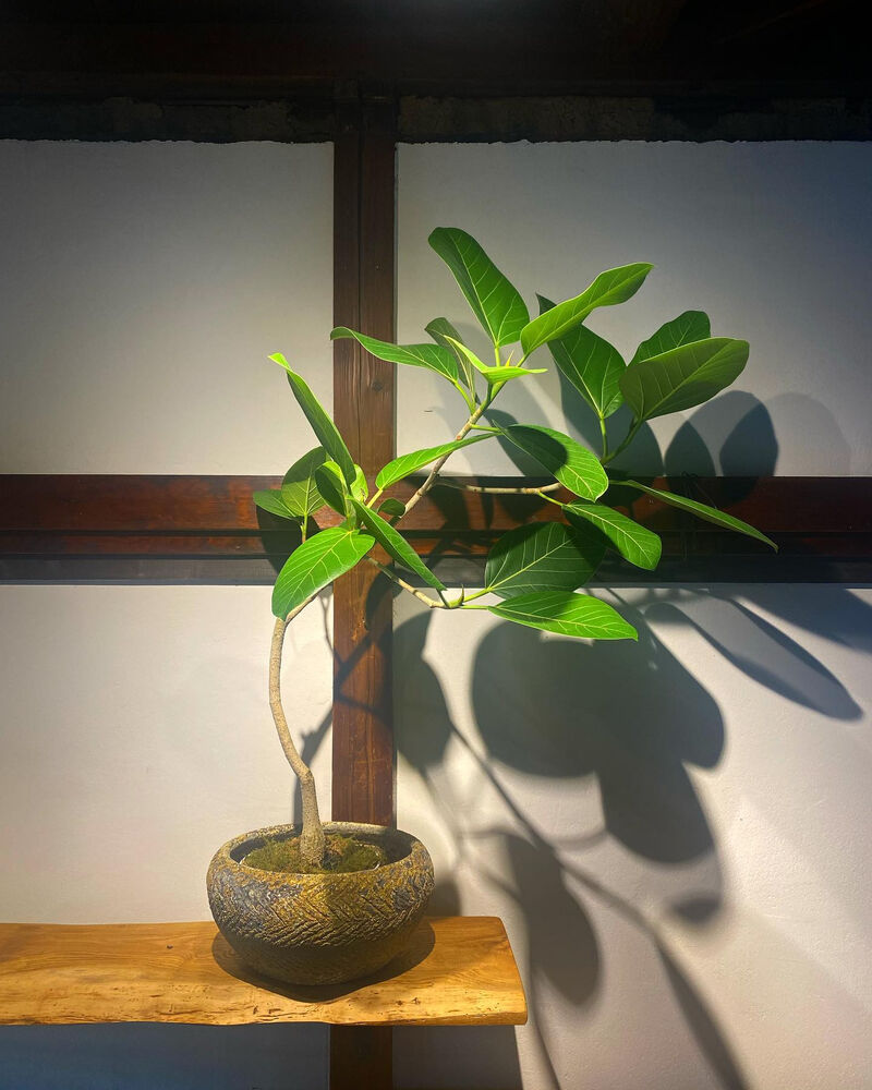 ブログ