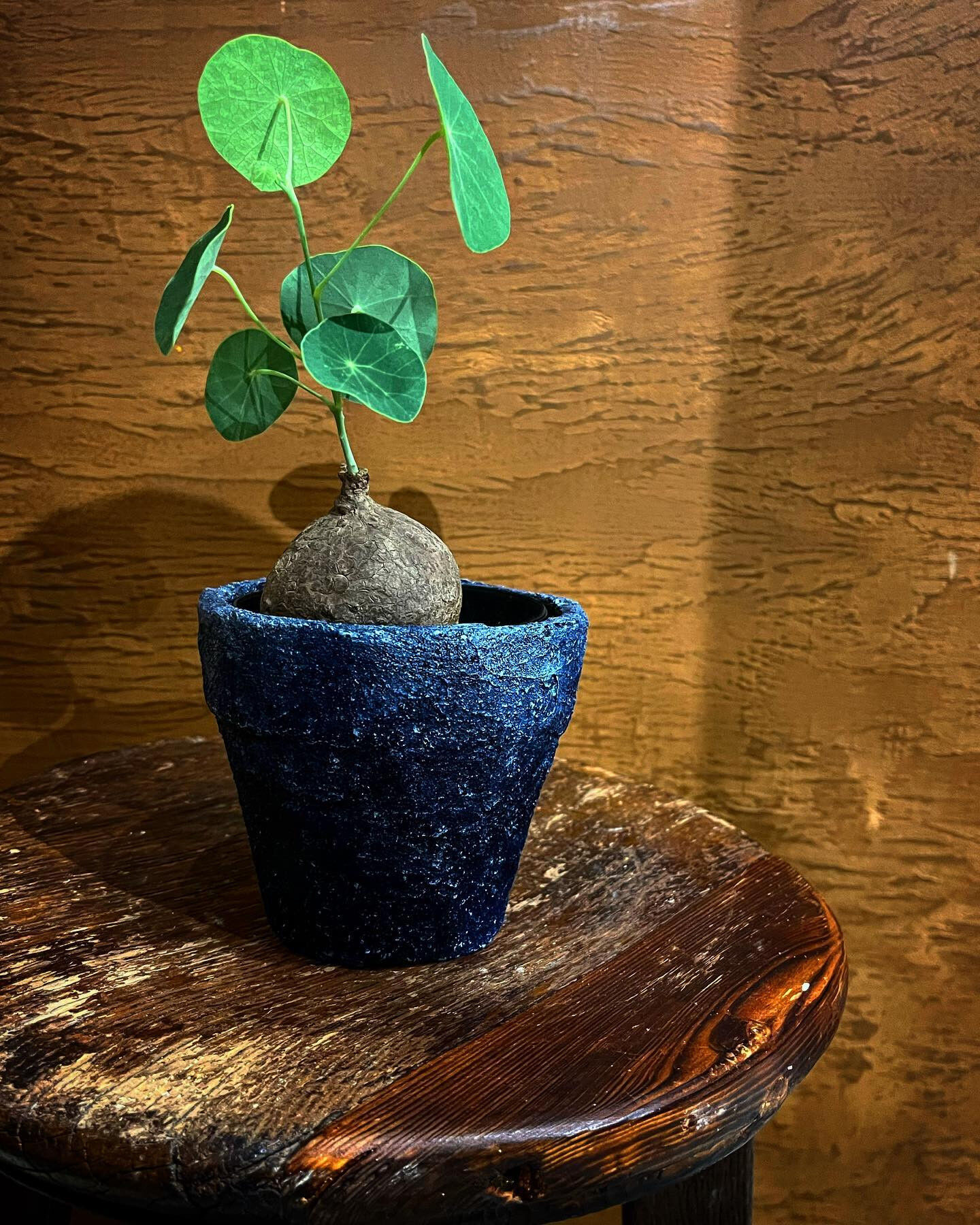 ステファニア　エレクタ　伝市鉢 観葉植物 ステファニア エレクタ 伝市鉢
