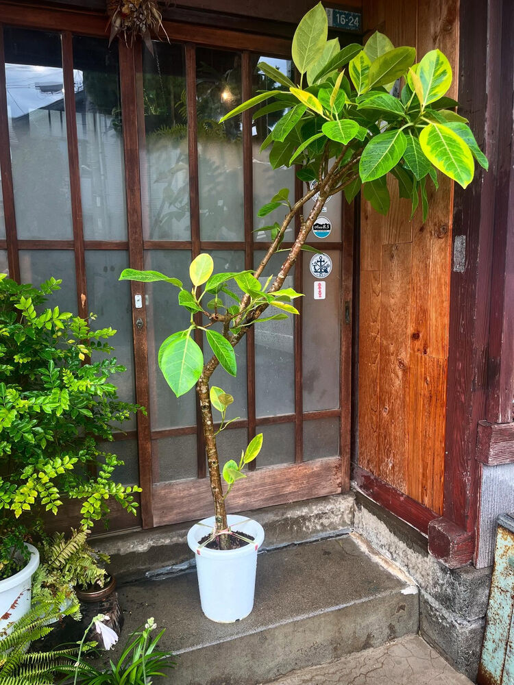 ブログ